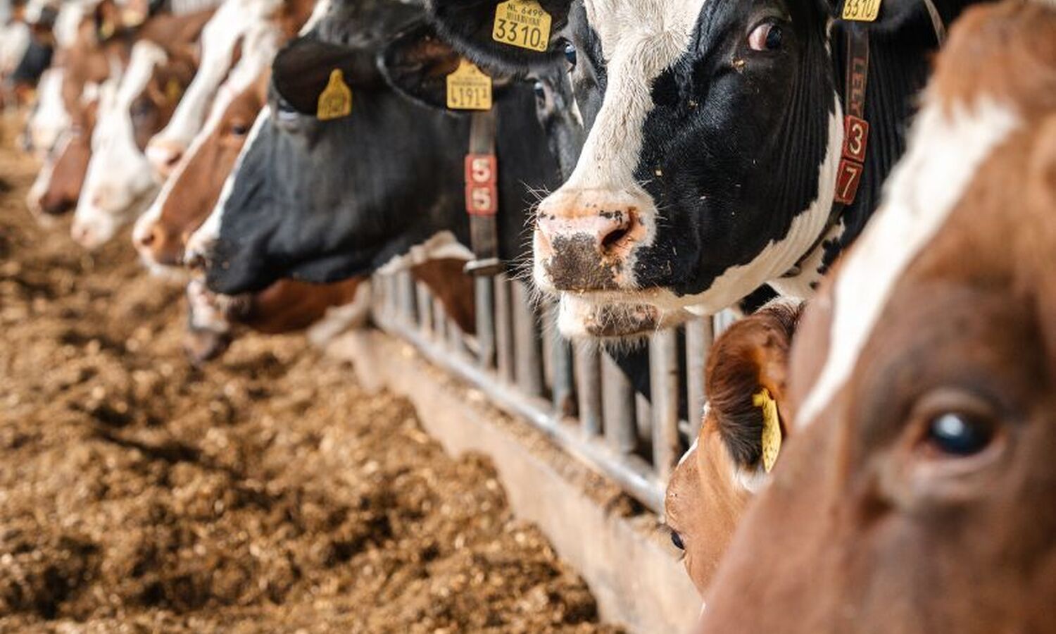 Ontwerp zonder titel 1